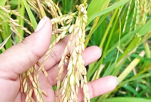 Panamá emite resolución para garantizar suministro de arroz en 20222023
