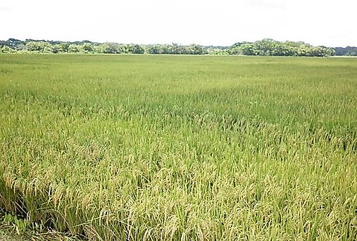 Aumenta superficie sembrada de arroz en Panamá