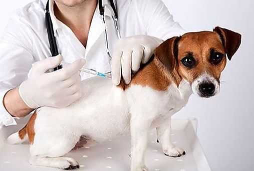 Por qué europeos prohíben vacunas transgénicas en mascotas y animales