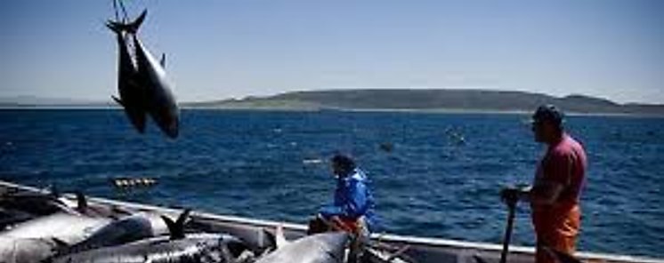 OSPESCA capacita a entidades gubernamentales para combatir la pesca ilegal
