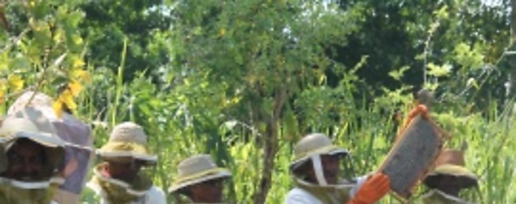 Proyecto de mejora tecnolgica permite procesar miel de abeja con calidad de exportacin
