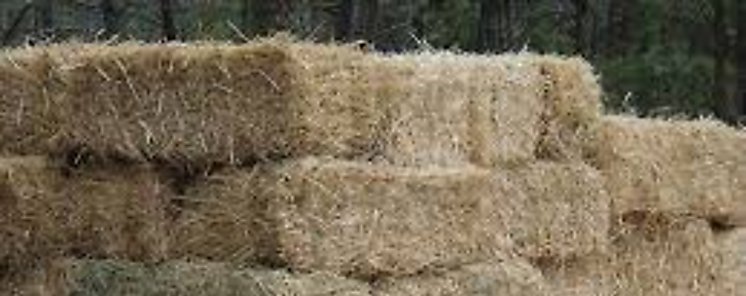 Productores de los Santos reciben pacas y silos 
