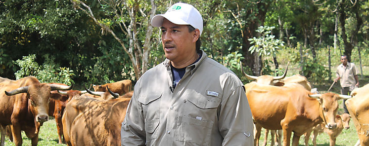 IDIAP adquiere hato de ganado criollo Guabal