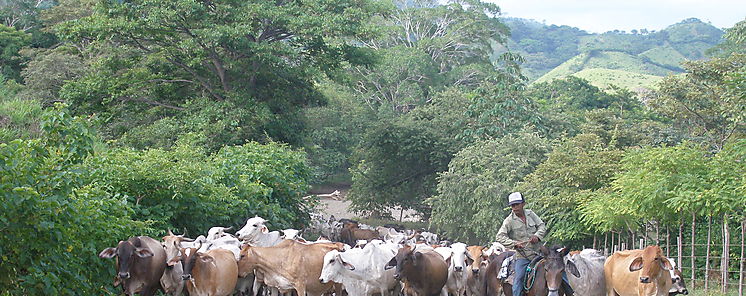 En Arraiján inauguran Primer Programa de Ganaderos Vigilantes En Arraiján inauguran Primer Programa de Ganaderos Vigilantes
