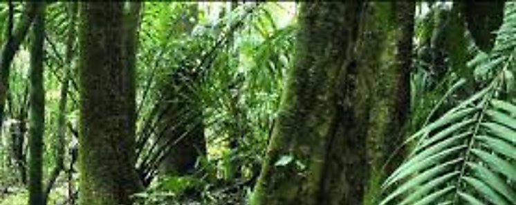 Amrica Latina desea asegurar el futuro a travs de sus bosques 
