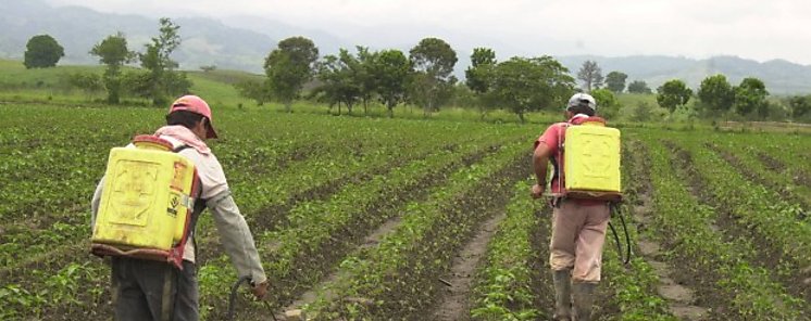 MIDA inicia cursos a productores en manejo de plaguicidas en Herrera