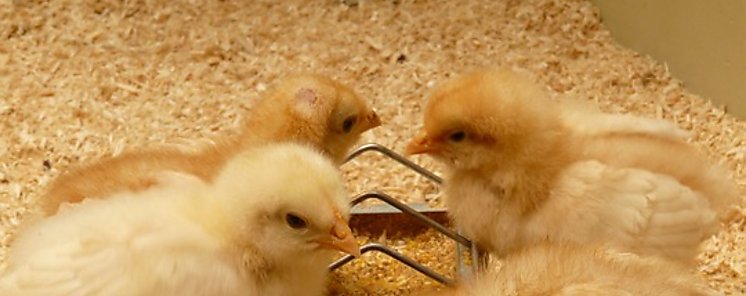 Seminario sobre engorde de aves en Veraguas Seminario sobre engorde de aves en Veraguas