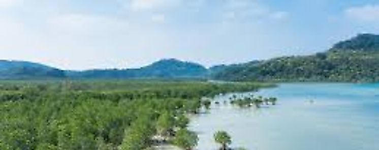Los humedales costeros mitigan calentamiento global