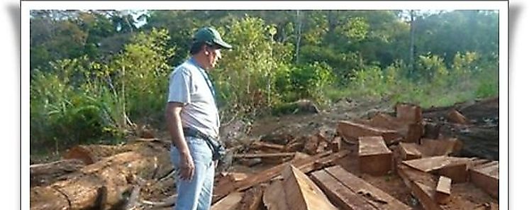 Unin Europea y FAO contra comercio ilegal de la madera