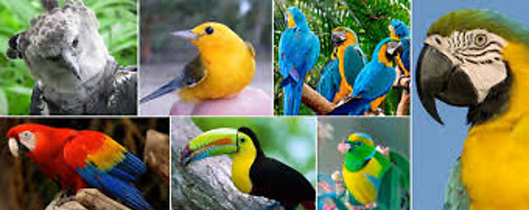 Panamá registra el mayor número de aves en la región  Panamá registra el mayor número de aves en la región
