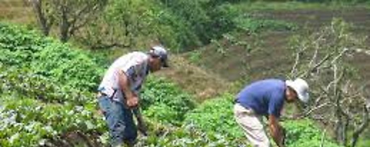 IDIAP expone sobre agricultura de subsistencia