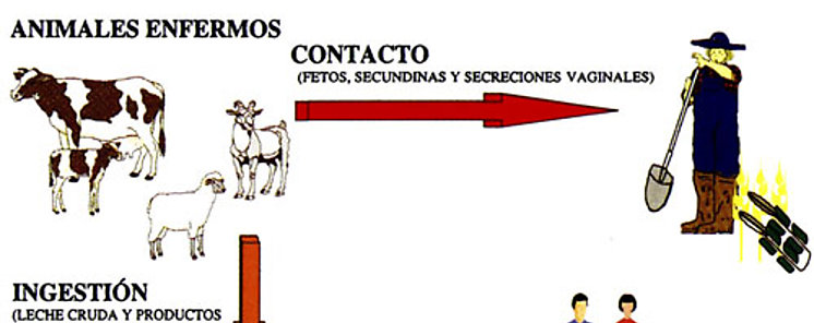 Casos de brucelosis bovina en Chiriquí  Casos de brucelosis bovina en Chiriquí