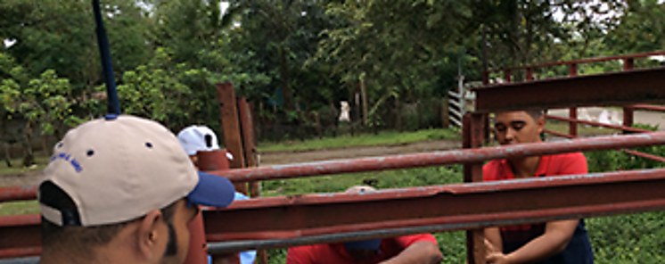 Proyectos de mejoramiento de bovino en evaluación Proyectos de mejoramiento de bovino en evaluación