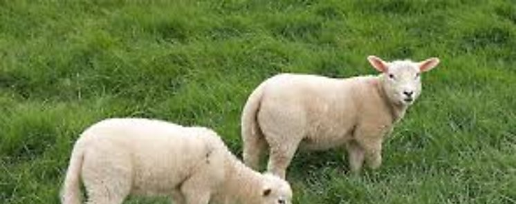 Productores de ovino de Los Santos reciben forraje peletizado Productores de ovino de Los Santos reciben forraje peletizado