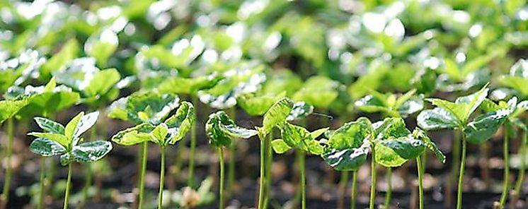 UTP promueve minifbrica de plantas para promover y aplicar nuevas tecnologas de produccin agrcola