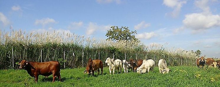 Sentimos una conexin diferente con la naturaleza segn nuestro contexto cultural