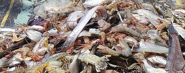 Panamá Elabora Plan para la Sostenibilidad de la Pesca  Panamá Elabora Plan para la Sostenibilidad de la Pesca