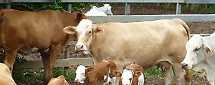 Encuesta agroalimentaria en los Santos