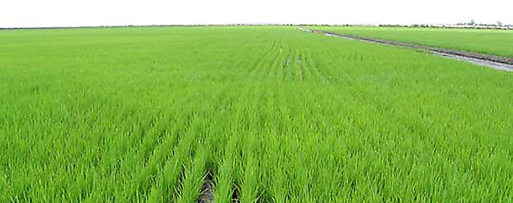 Panam implementa novedoso sistema para siembra de arroz