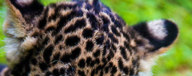 Unas 10 mil especies de Amazonia en peligro de extincin