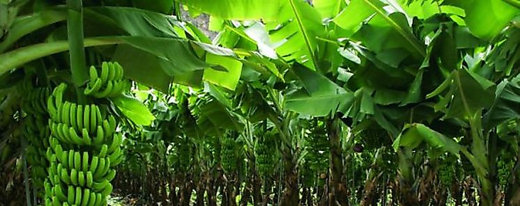 Proteccin especial a trabajadores bananeros