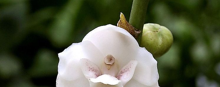 Fertilizacin in vitro para rescatar Flor Nacional de Panam