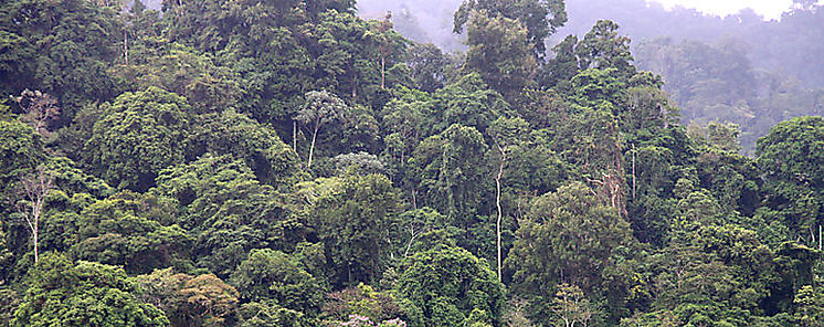 Panam lanza estrategia para conservar Selva Maya