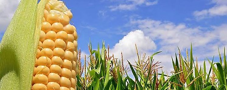 MIDA contina apoyando al sector agropecuario con incentivos