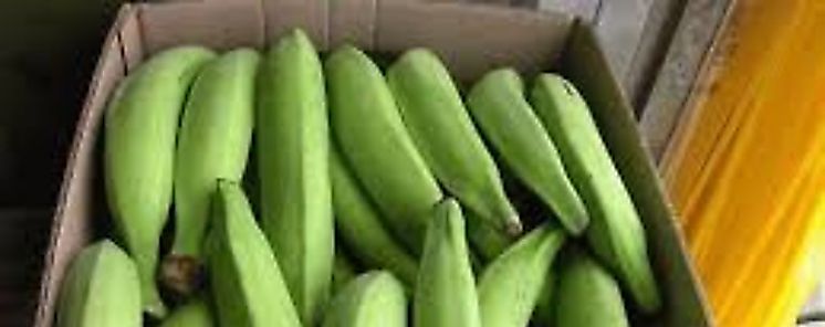 Panamá sigue exportando banano hacia Asia y Estados Unidos Panamá sigue exportando banano hacia Asia y Estados Unidos