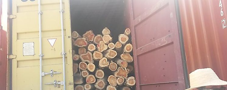 Más y mejor control en las exportaciones de Madera  Más y mejor control en las exportaciones de Madera