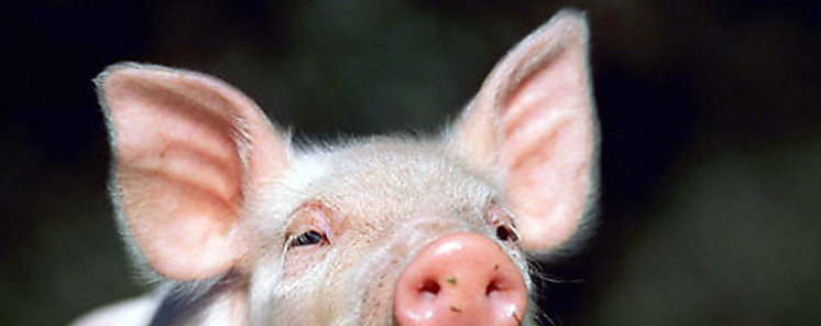 35 aos de programa porcino en la Universidad de Panam