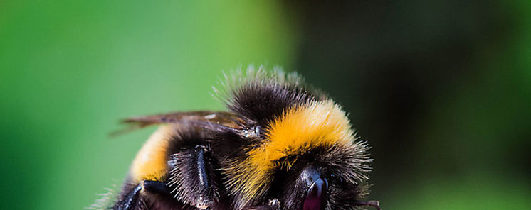 Los pesticidas impiden a los abejorros formar colonias