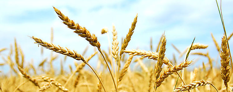 Logran secuenciar genomas de 15 variedades de trigo