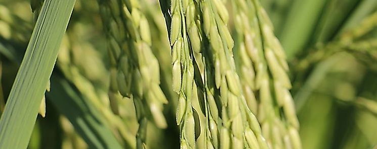 Nuevas Variedades de arroz quedan a disposicin de los productores panameos