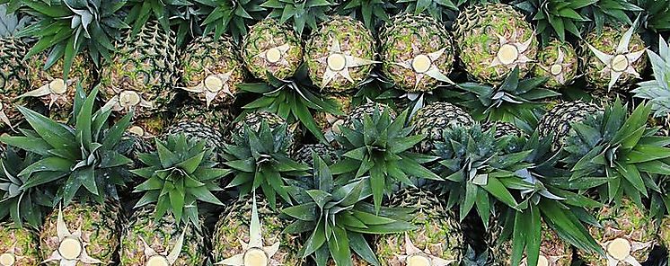 Piña desplazó al banano como principal producto tico de exportación Piña desplazó al banano como principal producto tico de exportación