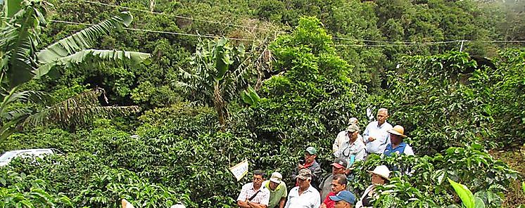 Da de campo sobre cultivo de Caf en Boquete 