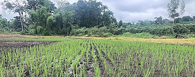 Escuela de Campo Agropecuarioherramienta para la resocializacin