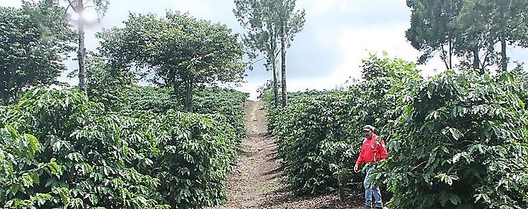 Jornada de capacitacin con cafetaleros de Chiriqu