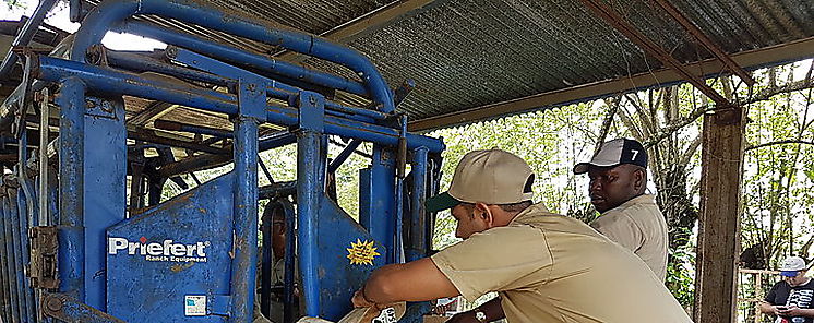 136 mil animales han sido muestreados por las autoridades del MIDA
