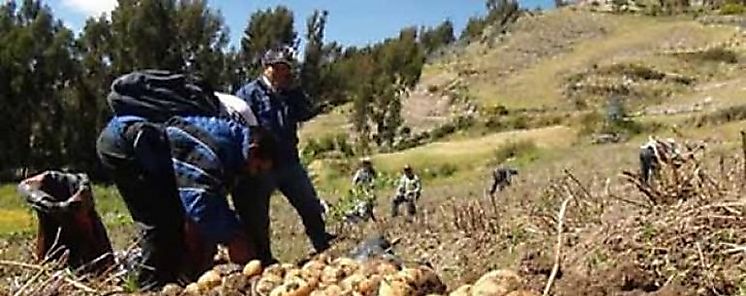 Papas para combatir la anemia infantil