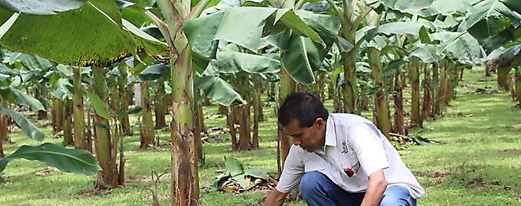 MIDA Herrera capacita a tcnicos sobre cultivo de pltano 