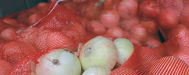 Fecha límite de notificación e importación de cebolla de Holanda y España Fecha límite de notificación e importación de cebolla de Holanda y España