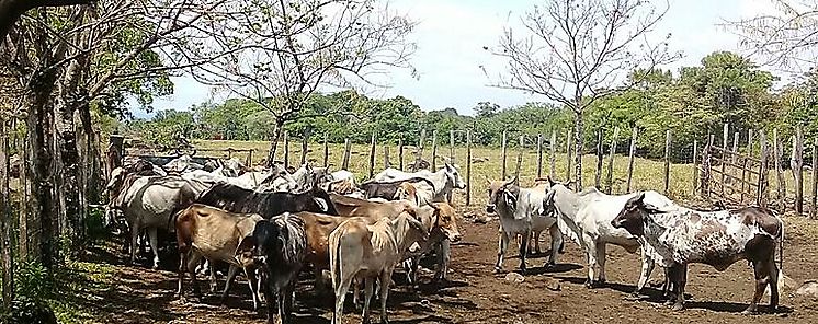 INEC realiza encuesta pecuaria 2018