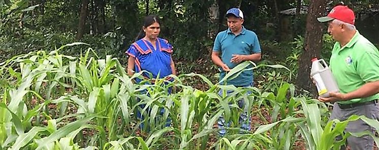 Supervisan cultivos de maz y capacitan a miembros de la Red Territorial de Lajas Adentro