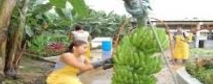 Fortalecen Ley de protección maternal en las bananeras Fortalecen Ley de protección maternal en las bananeras