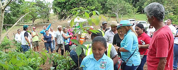 Inician primera fase de reforestacin de 50 hectreas para la Ampliacin de los 8 carriles Tramo Puente de Las Amricas  Arraijn