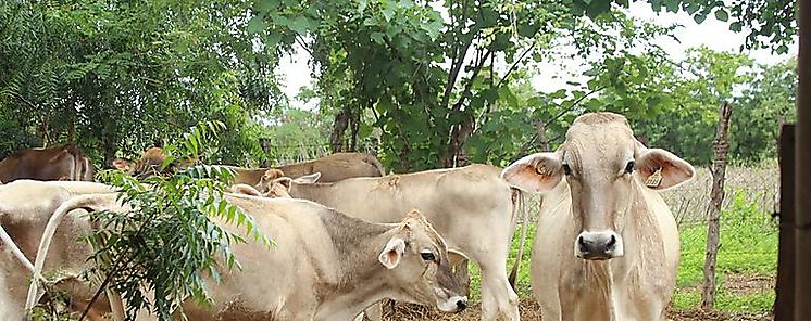 MIDA apoya a productores de Panam Este con proyecto de ovinos