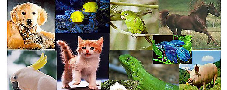 Disminuyen especies de vertebrados en 45 aos alerta WWF
