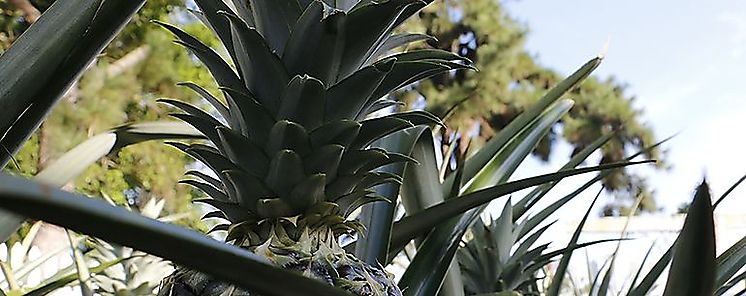 Costa Rica principal exportador de piña fresca en el mundo Costa Rica principal exportador de piña fresca en el mundo