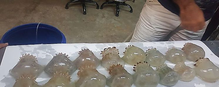 Se autoriza la pesca y comercializacin de la medusa bola de can 